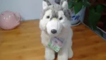 Peluche loup gris de Sibérie